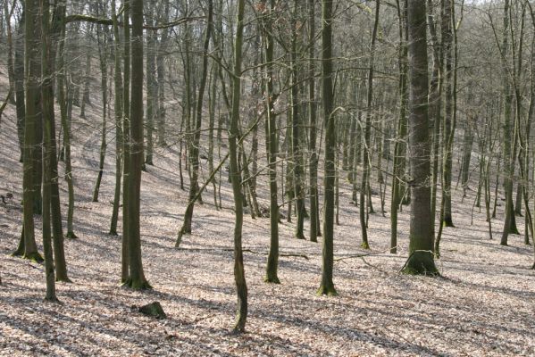 Kopidlno, 2.4.2018
Obora Kopidlno. 
Klíčová slova: Kopidlno obora Kopidlno