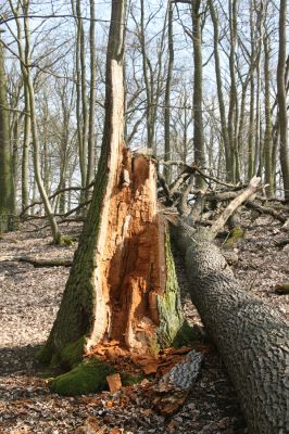 Kopidlno, 2.4.2018
Obora Kopidlno. Rozlomený dub - biotop kovaříka Ampedus brunnicornis. 
Keywords: Kopidlno obora Kopidlno Ampedus brunnicornis