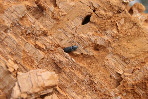 Kopidlno, 2.4.2018
Obora Kopidlno. Kovařík Ampedus brunnicornis. 
Klíčová slova: Kopidlno obora Kopidlno Ampedus brunnicornis