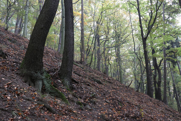 Horní Jiřetín, 14.10.2022
Mariánské údolí, suťový les nad Jiřetínským potokem.
Keywords: Krušné hory Horní Jiřetín Mariánské údolí vrch Kopřivník Crepidophorus mutilatus