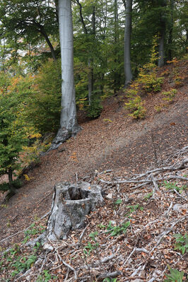 Horní Jiřetín, 14.10.2022
Mariánské údolí, holoseč nad Jiřetínským potokem.
Keywords: Krušné hory Horní Jiřetín Mariánské údolí vrch Kopřivník