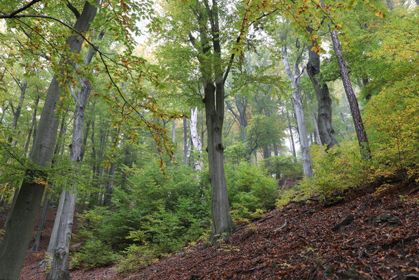 Horní Jiřetín, 14.10.2022
Mariánské údolí, suťový les nad Jiřetínským potokem.
Schlüsselwörter: Krušné hory Horní Jiřetín Mariánské údolí vrch Kopřivník