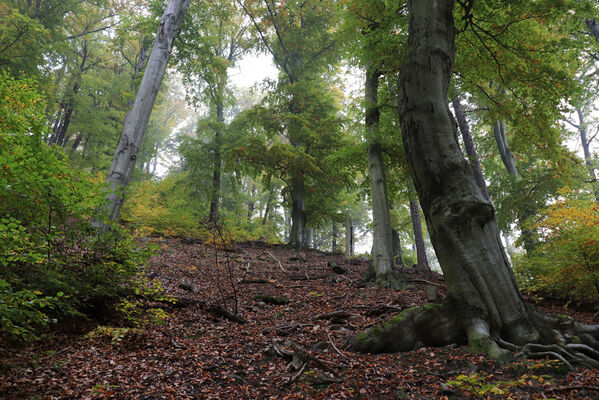 Horní Jiřetín, 14.10.2022
Mariánské údolí, suťový les nad Jiřetínským potokem.
Klíčová slova: Krušné hory Horní Jiřetín Mariánské údolí vrch Kopřivník