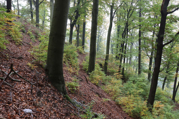 Mariánské údolí, suťový les nad Jiřetínským potokem.
Keywords: Krušné hory Horní Jiřetín Mariánské údolí vrch Kopřivník