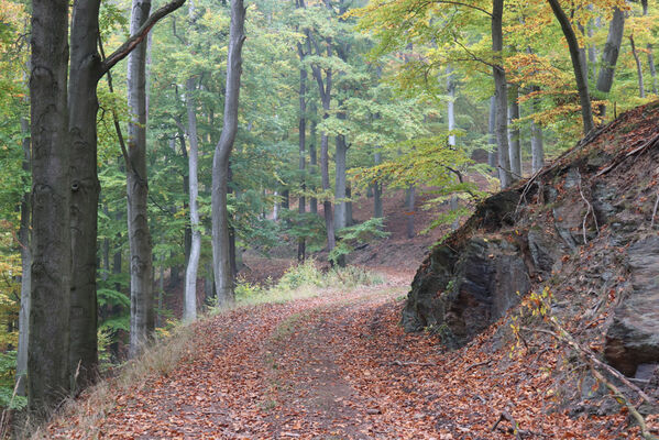 Horní Jiřetín, 14.10.2022
Mariánské údolí, lesní cesta pod Kopřivník.
Keywords: Krušné hory Horní Jiřetín Mariánské údolí vrch Kopřivník