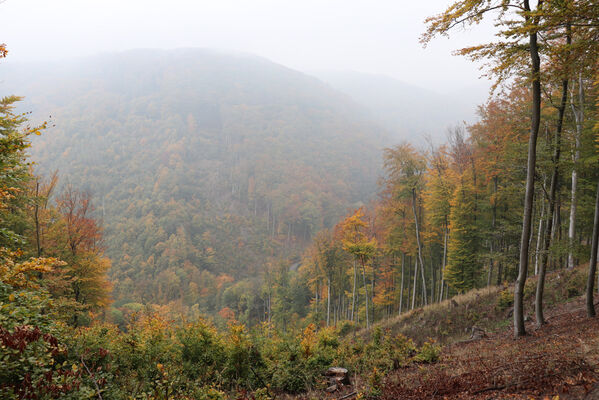 Horní Jiřetín, 14.10.2022
Mariánské údolí, holoseče pod Kopřivníkem.
Klíčová slova: Krušné hory Horní Jiřetín Mariánské údolí vrch Kopřivník