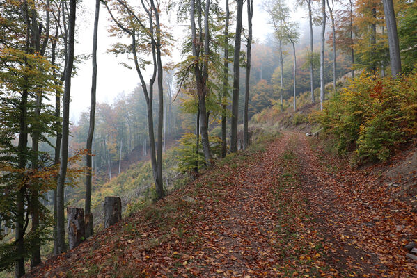 Horní Jiřetín, 14.10.2022
Mariánské údolí, lesní cesta pod Kopřivník.
Keywords: Krušné hory Horní Jiřetín Mariánské údolí vrch Kopřivník