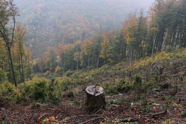 Horní Jiřetín, 14.10.2022
Mariánské údolí, Horní Jiřetín holoseče pod Kopřivníkem.
Klíčová slova: Krušné hory Mariánské údolí vrch Kopřivník