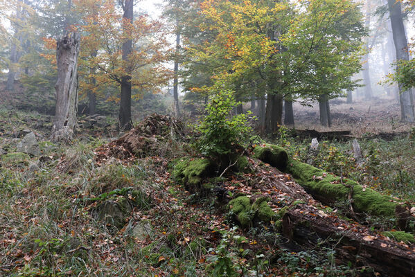 Nová Ves v Horách, 14.10.2022
Vrch Kopřivník, suťový les na jižním svahu.
Keywords: Krušné hory Nová Ves v Horách vrch Kopřivník Ampedus rufipennis