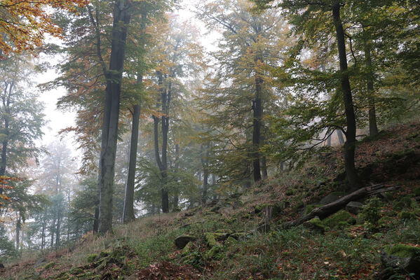 Nová Ves v Horách, 14.10.2022
Vrch Kopřivník, suťový les na jižním svahu.
Klíčová slova: Krušné hory Nová Ves v Horách vrch Kopřivník