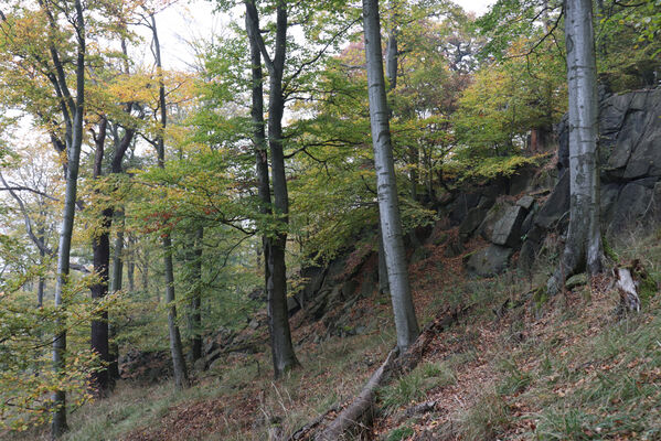 Nová Ves v Horách, 14.10.2022
Vrch Kopřivník, suťový les na jižním svahu.
Schlüsselwörter: Krušné hory Nová Ves v Horách vrch Kopřivník