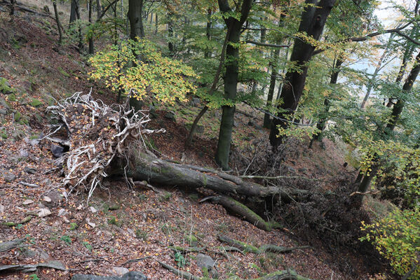 Nová Ves v Horách, 14.10.2022
Vrch Kopřivník, suťový les na jižním svahu.
Schlüsselwörter: Krušné hory Nová Ves v Horách vrch Kopřivník