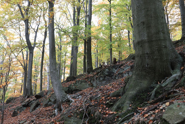 Nová Ves v Horách, 14.10.2022
Kopřivník - suťový les na svazích západního hřbetu.
Schlüsselwörter: Krušné hory Nová Ves v Horách Kopřivník západ