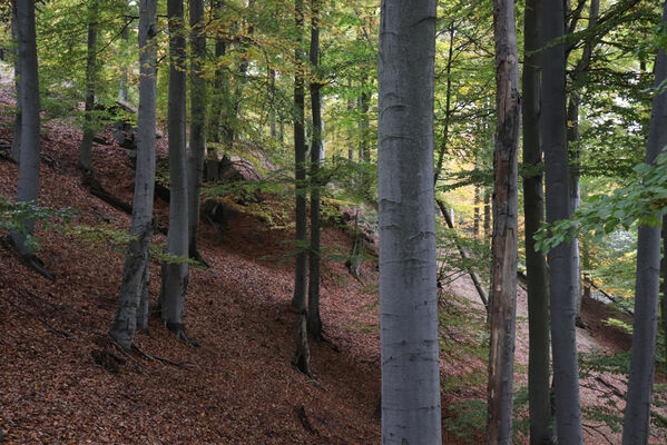 Nová Ves v Horách, 14.10.2022
Kopřivník - suťový les na svazích západního hřbetu.
Klíčová slova: Krušné hory Nová Ves v Horách Kopřivník západ