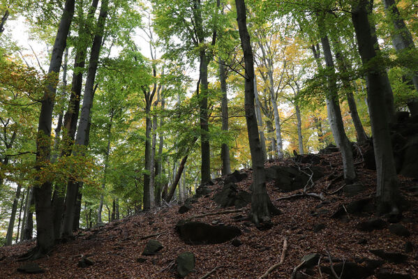 Nová Ves v Horách, 14.10.2022
Kopřivník - suťový les na svazích západního hřbetu.
Schlüsselwörter: Krušné hory Nová Ves v Horách Kopřivník západ