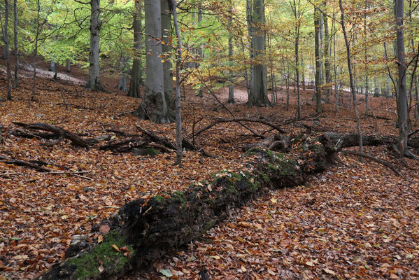 Nová Ves v Horách, 14.10.2022
Kopřivník - suťový les na svazích západního hřbetu.
Schlüsselwörter: Krušné hory Nová Ves v Horách Kopřivník západ