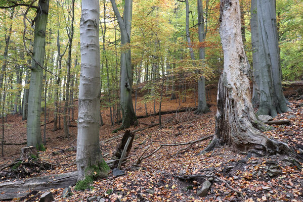 Nová Ves v Horách, 14.10.2022
Kopřivník - suťový les na svazích západního hřbetu.
Mots-clés: Krušné hory Nová Ves v Horách Kopřivník západ