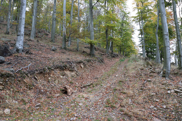 Nová Ves v Horách, 14.10.2022
Těžařská cesta na jižním svahu Kopřivníku. 
Schlüsselwörter: Krušné hory Nová Ves v Horách vrch Kopřivník