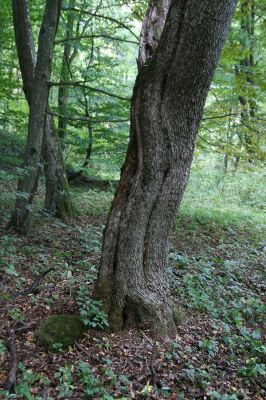 Dolné Strháre, 28.9.2012
Koprovnica - Brezová dolina.
Klíčová slova: Dolné Strháre Koprovnica Brezová dolina Ischnodes sanguinicollis