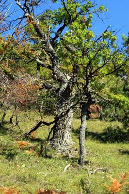 Košecké podhradie - Podjedličná, 23.9.2007
Starý dubový solitér v pastevním lese na svazích nad osadou Podjedličná. 
Schlüsselwörter: Strážovské vrchy Košecké Podhradie Podjedličná pastevní les