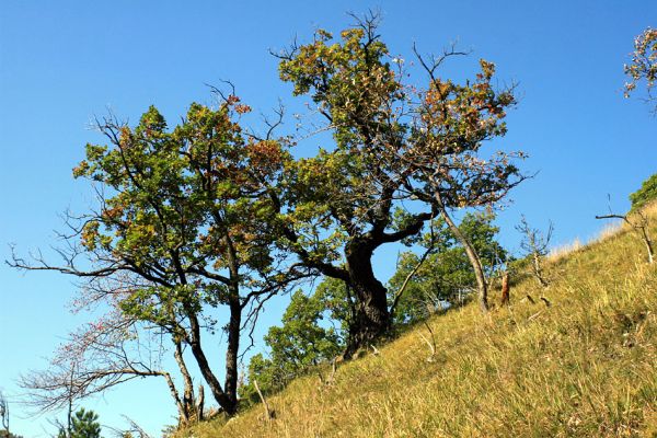 Košecké podhradie - Podjedličná, 23.9.2007
Starý dubový solitér v pastevním lese na svazích nad osadou Podjedličná. 
Keywords: Strážovské vrchy Košecké Podhradie Podjedličná pastevní les