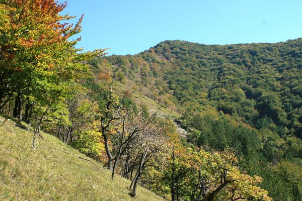 Košecké podhradie - Podjedličná, 23.9.2007
Podzim v pastevním lese na jižních svazích nad osadou Podjedličná. Zaznamenána nevhodná výsadba borovic - její porosty postupně a velmi účinně likvidují tento cenný biotop.
Klíčová slova: Strážovské vrchy Košecké Podhradie Podjedličná pastevní les