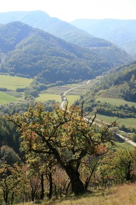 Košecké podhradie - Podjedličná, 23.9.2007
Podzim v dolině Podhradského potoka. Pohled z dubového pastevního lesa na cestu k osadě Kopec. 
Mots-clés: Strážovské vrchy Košecké Podhradie Podjedličná pastevní les