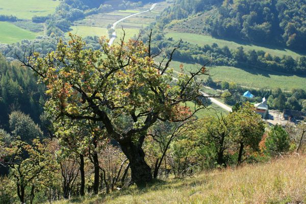 Košecké podhradie - Podjedličná, 23.9.2007
Starý solitérní dub. Pohled z pastevního lesa na jih na osadu Podjedličná.
Schlüsselwörter: Strážovské vrchy Košecké Podhradie Podjedličná pastevní les