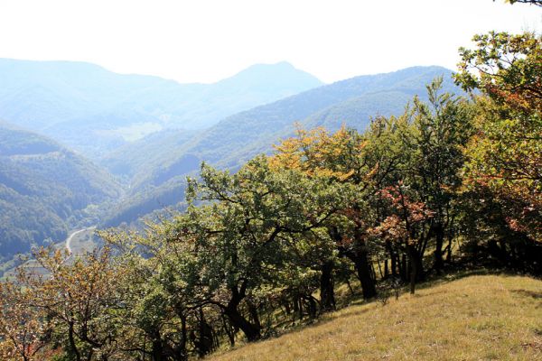 Košecké podhradie - Podjedličná, 23.9.2007
Pohled z horních partií pastevního lesa na jih na dominantní vrchol Vápeč (956m)
Klíčová slova: Strážovské vrchy Košecké Podhradie Podjedličná pastevní les Vápeč