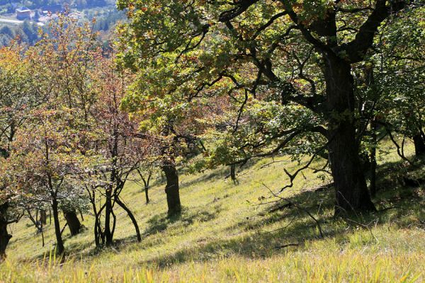 Košecké podhradie - Podjedličná, 23.9.2007
Pastevní les nad osadou Podjedličná.
Schlüsselwörter: Strážovské vrchy Košecké Podhradie Podjedličná pastevní les