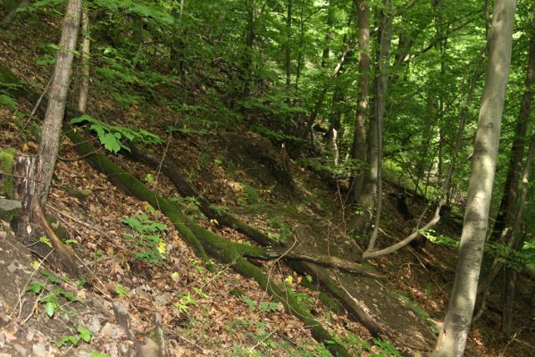 Košice, 24.6.2011
Čermeľská dolina - suťový les.
Klíčová slova: Košice Čermeľská dolina