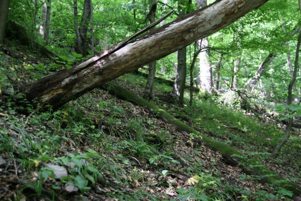 Košice, 24.6.2011
Čermeľská dolina - suťový les.
Klíčová slova: Košice Čermeľská dolina