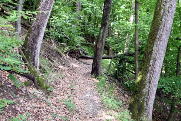 Košice, 24.6.2011
Čermeľská dolina - suťový les.
Klíčová slova: Košice Čermeľská dolina