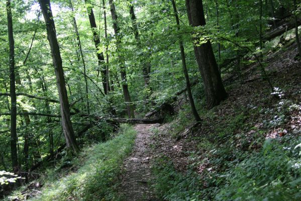 Košice, 24.6.2011
Čermeľská dolina - suťový les.
Klíčová slova: Košice Čermeľská dolina