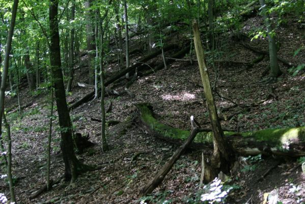 Košice, 24.6.2011
Čermeľská dolina - suťový les.
Klíčová slova: Košice Čermeľská dolina Ampedus quadrisignatus