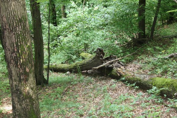 Košice, 24.6.2011
Čermeľská dolina - suťový les.
Klíčová slova: Košice Čermeľská dolina