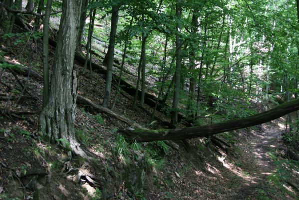 Košice, 24.6.2011
Čermeľská dolina - suťový les.
Klíčová slova: Košice Čermeľská dolina