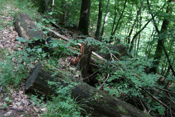 Košice, 24.6.2011
Čermeľská dolina - suťový les.
Klíčová slova: Košice Čermeľská dolina Ampedus hjorti