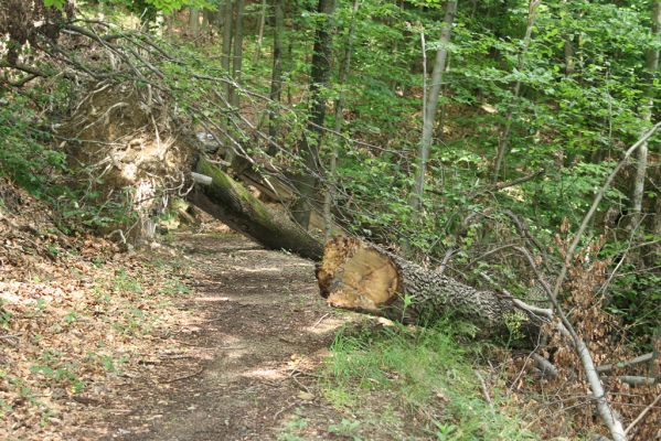 Košice, 24.6.2011
Čermeľská dolina - suťový les.
Klíčová slova: Košice Čermeľská dolina