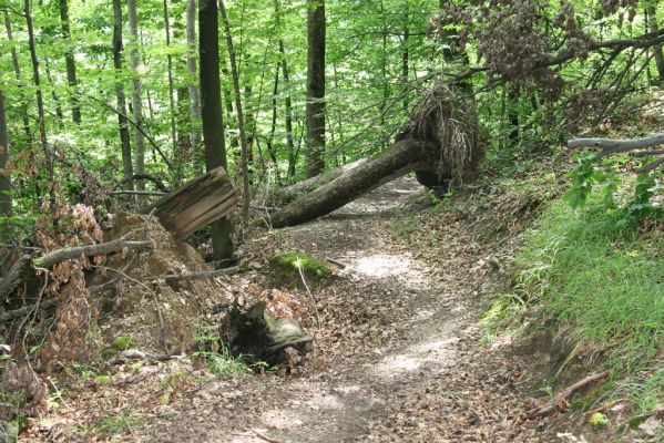 Košice, 24.6.2011
Čermeľská dolina - suťový les.
Klíčová slova: Košice Čermeľská dolina