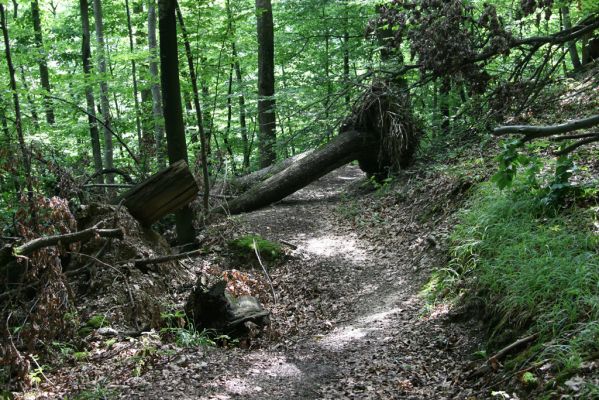 Košice, 24.6.2011
Čermeľská dolina - suťový les.
Schlüsselwörter: Košice Čermeľská dolina
