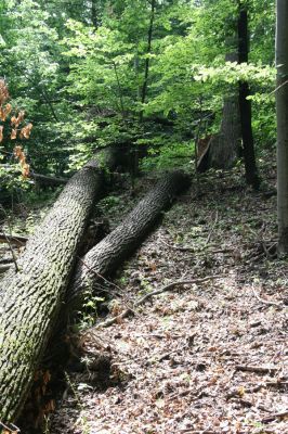 Košice, 24.6.2011
Čermeľská dolina - suťový les.
Schlüsselwörter: Košice Čermeľská dolina