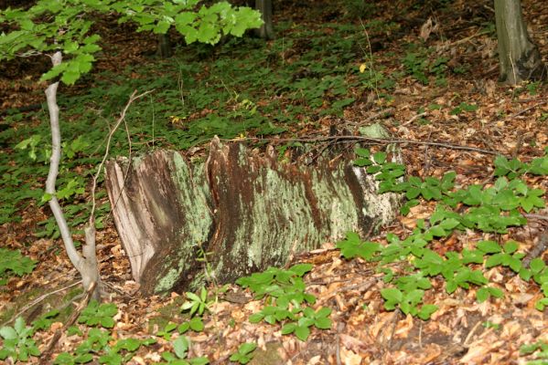 Košice, 24.6.2011
Čermeľská dolina - suťový les.
Klíčová slova: Košice Čermeľská dolina Ampedus quadrisignatus hjorti