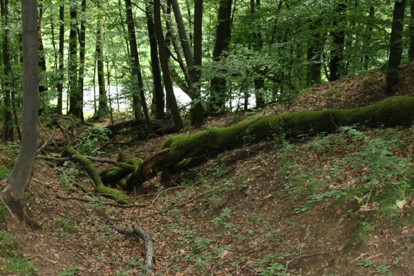 Košice, 24.6.2011
Čermeľská dolina - suťový les.
Klíčová slova: Košice Čermeľská dolina Ampedus quadrisignatus