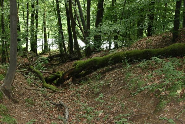 Košice, 24.6.2011
Čermeľská dolina - suťový les.
Schlüsselwörter: Košice Čermeľská dolina Ampedus quadrisignatus