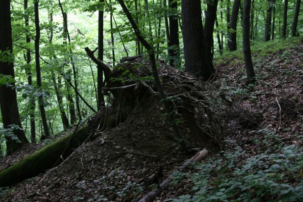 Košice, 24.6.2011
Čermeľská dolina - suťový les.
Klíčová slova: Košice Čermeľská dolina