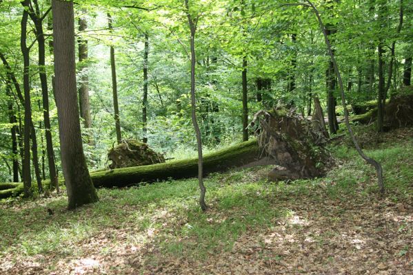 Košice, 24.6.2011
Čermeľská dolina - suťový les.
Klíčová slova: Košice Čermeľská dolina