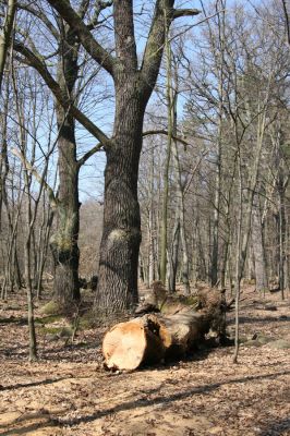Košťany, zámeček, 7.4.2010
Les u zámečku.
Klíčová slova: Krušné hory Košťany zámeček