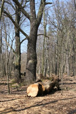 Košťany, zámeček, 7.4.2010
Les u zámečku.
Mots-clés: Krušné hory Košťany zámeček