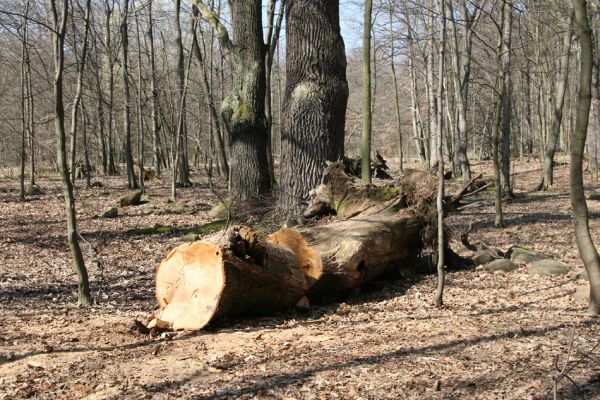 Košťany, zámeček, 7.4.2010
Les u zámečku.
Klíčová slova: Krušné hory Košťany zámeček